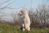 BEDLINGTON TERRIER 083